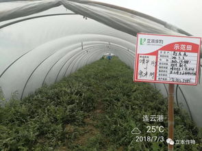 科技潤沃土 服務零距離 立本作物科技的田間推廣實踐